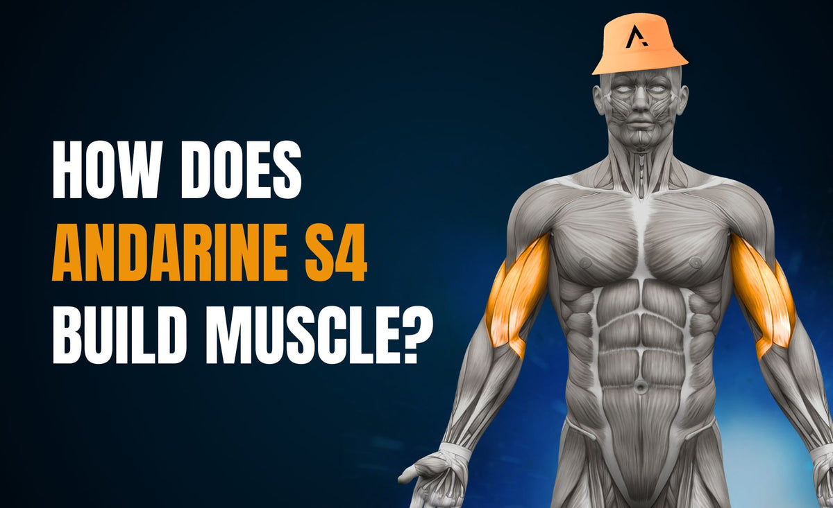 How Does Andarine S4 Build Muscle?